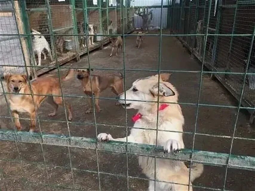 Приют люберцы. Приют для собак в Новопеределкино. Печатники петс приют. Атлант приют для животных во Владимире. Приют для животных город Вичуга.