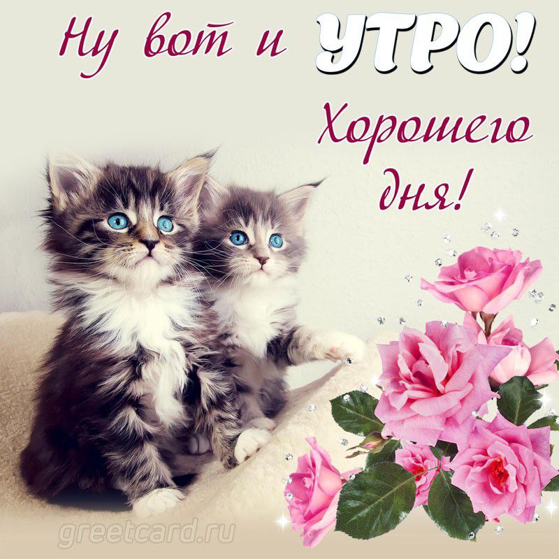 Хорошего дня с котиками картинки