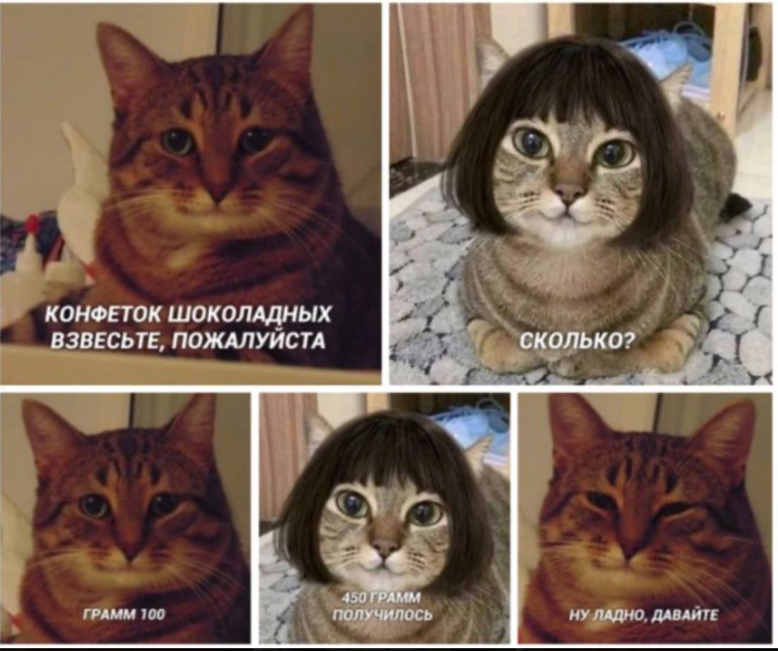 Айди мемов в рб с котами