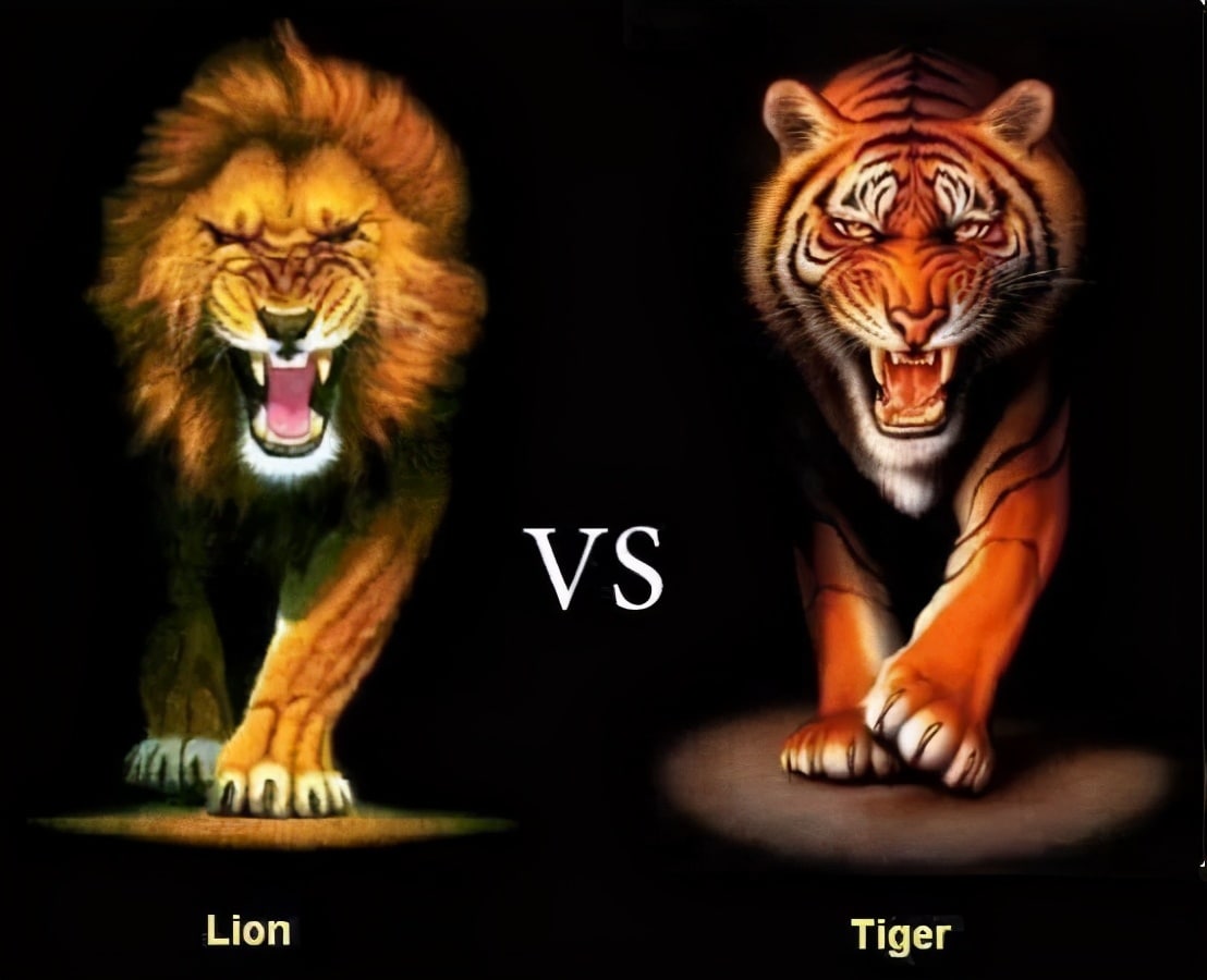 Тигр Лев и волк