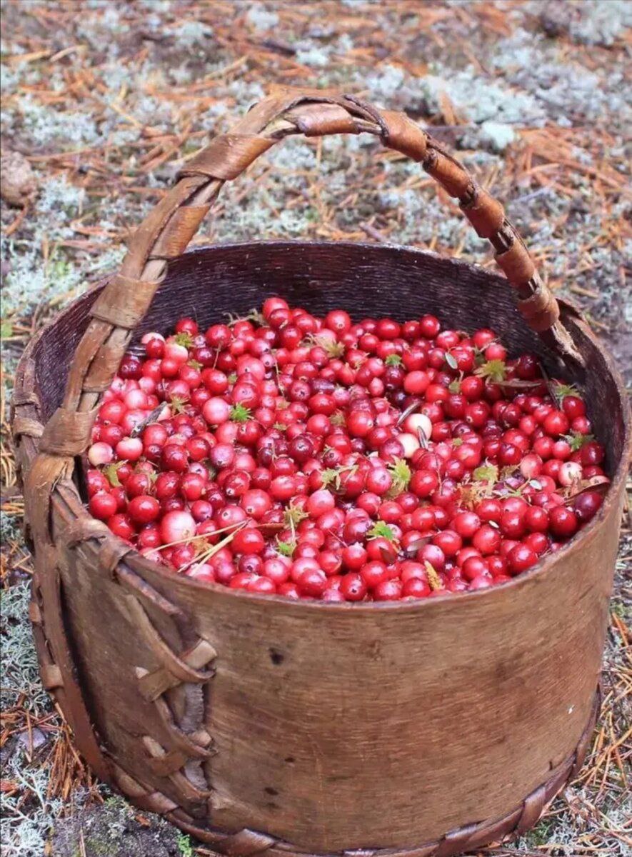 Хранить бруснику на зиму в свежем виде. Cranberries ягода. Клюква Болотная. Фотографии клюквы. Клюква Неспелая.