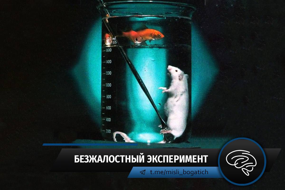 курт рихтер крысы