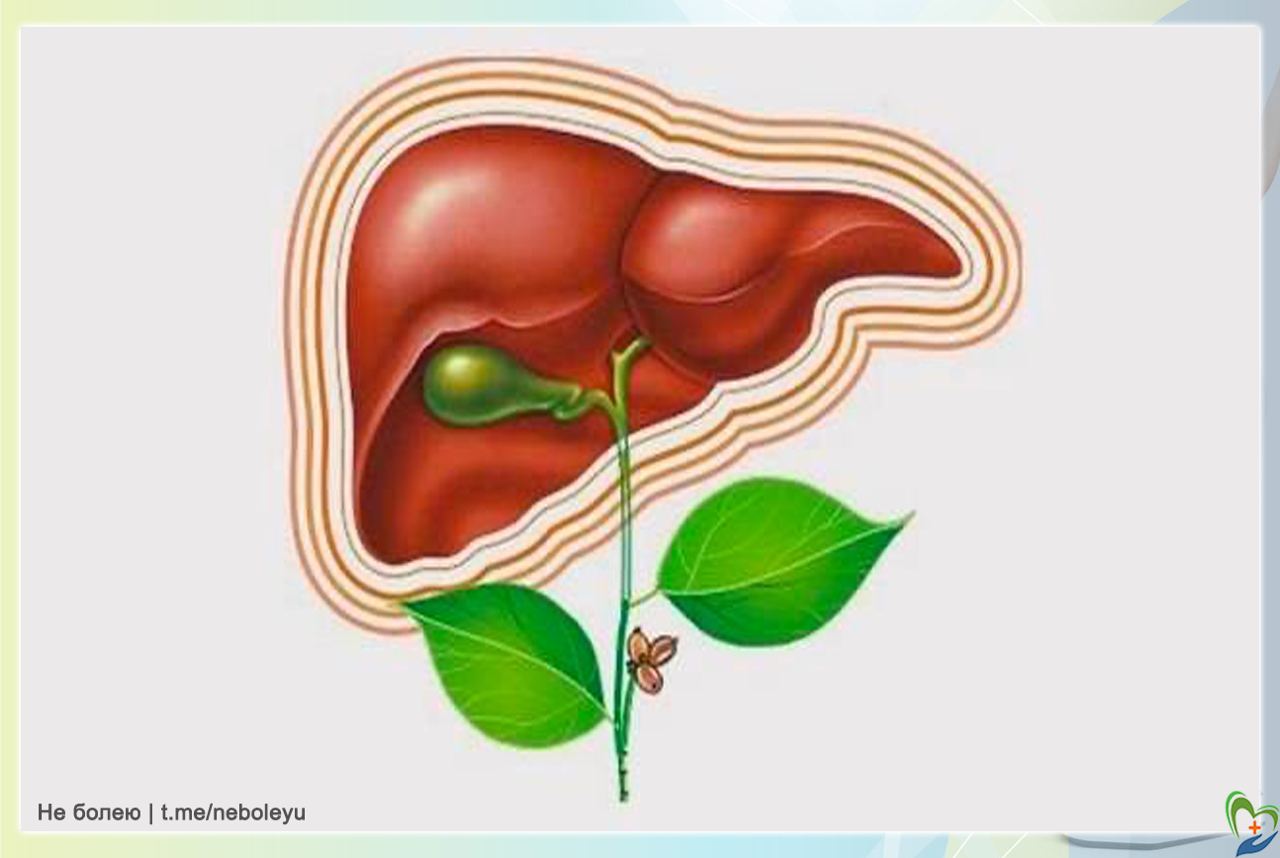 Желчеотток. Печень. Печень изображение. Печень и желчный пузырь.