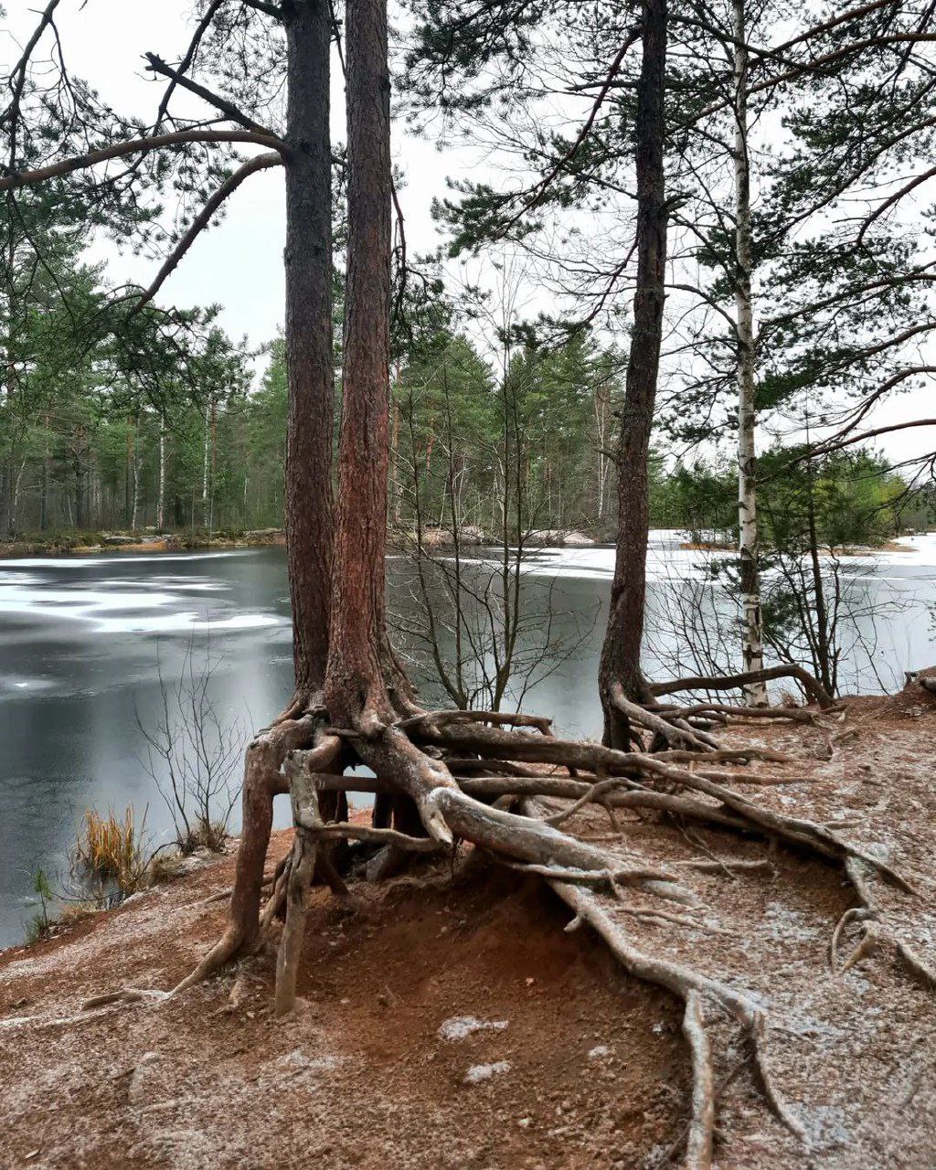 Корни во льду. Предложение со словом лед. Пассирование это в технологии. Разбор слова по составу слово ледяная. Слова с корнем лед.