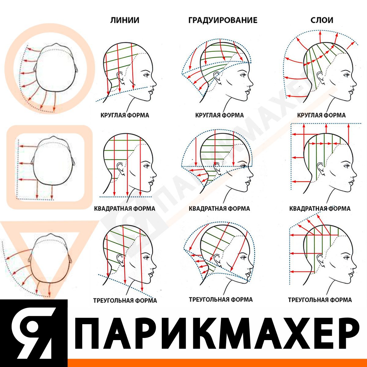 Свободные формы линии. Линия плеча. Апоневроз белой линии живота. Формы линий. Покажи линии форму.