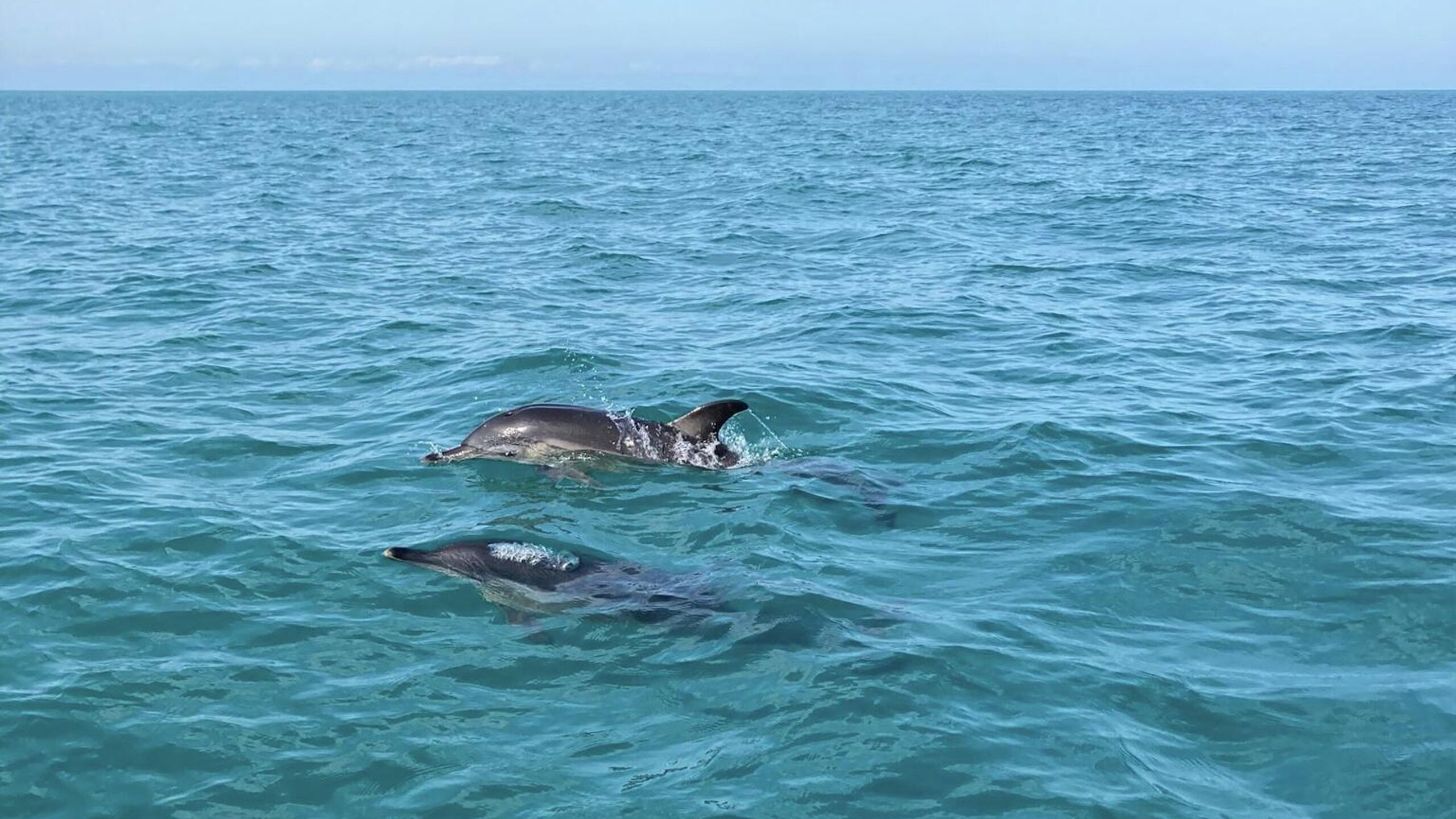 Вода черное море адлер