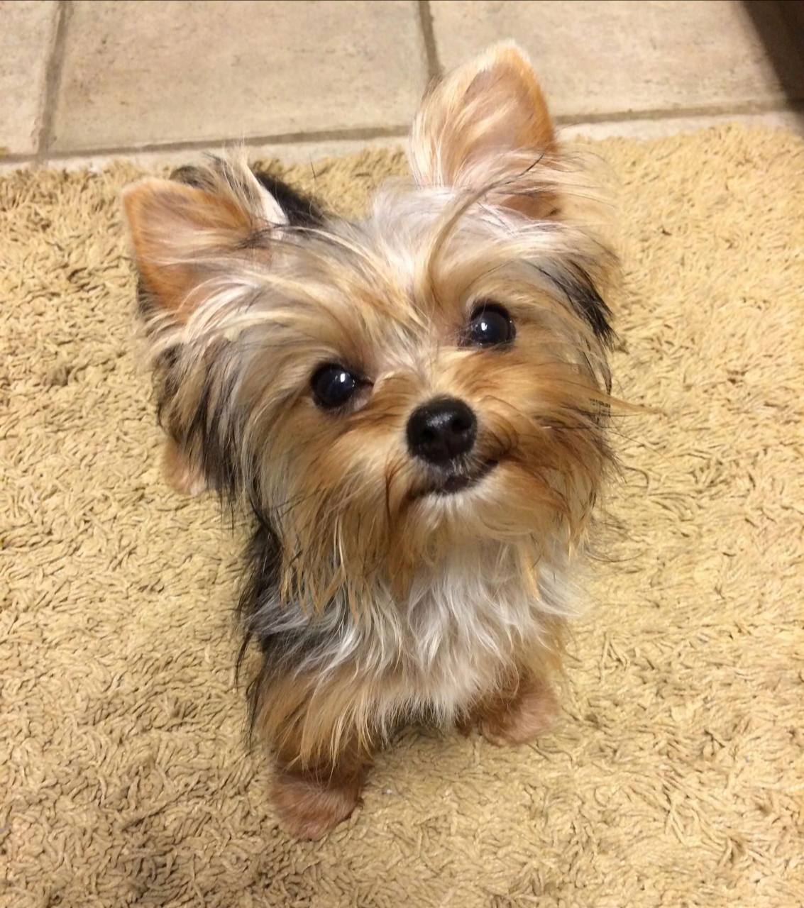 Йоркширский Терьер Мини Купить В Воронеже