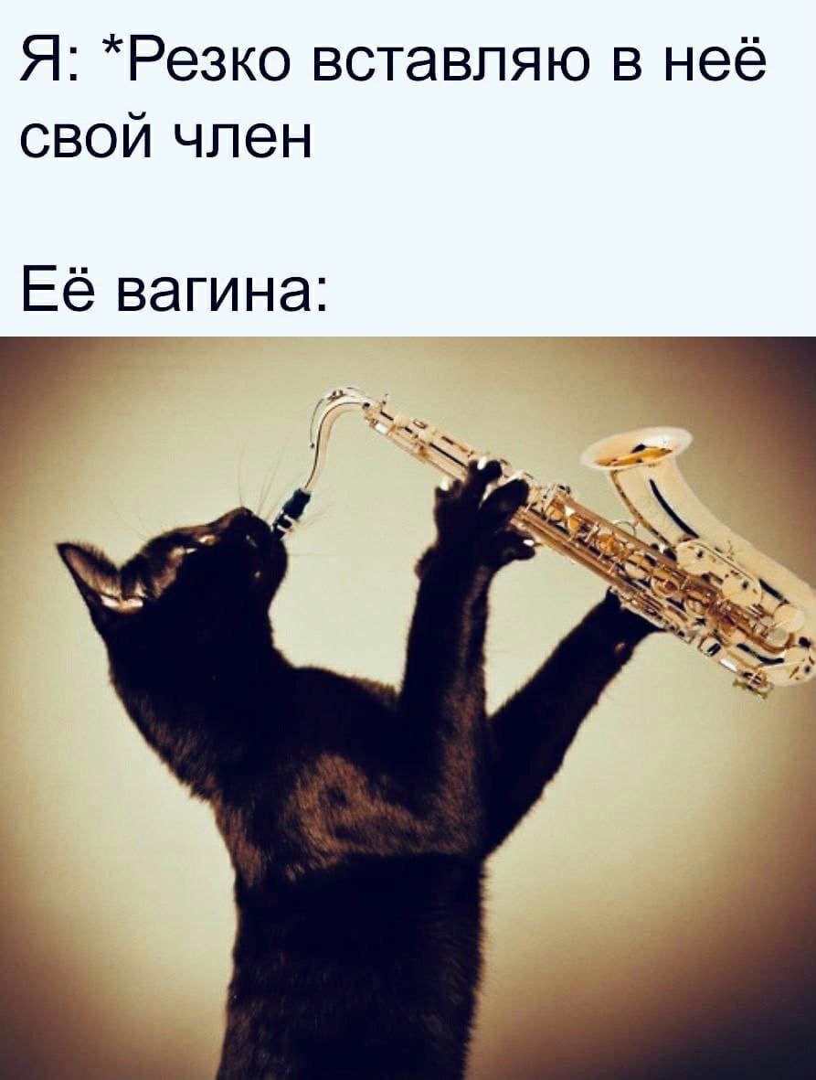Кот саксофонист