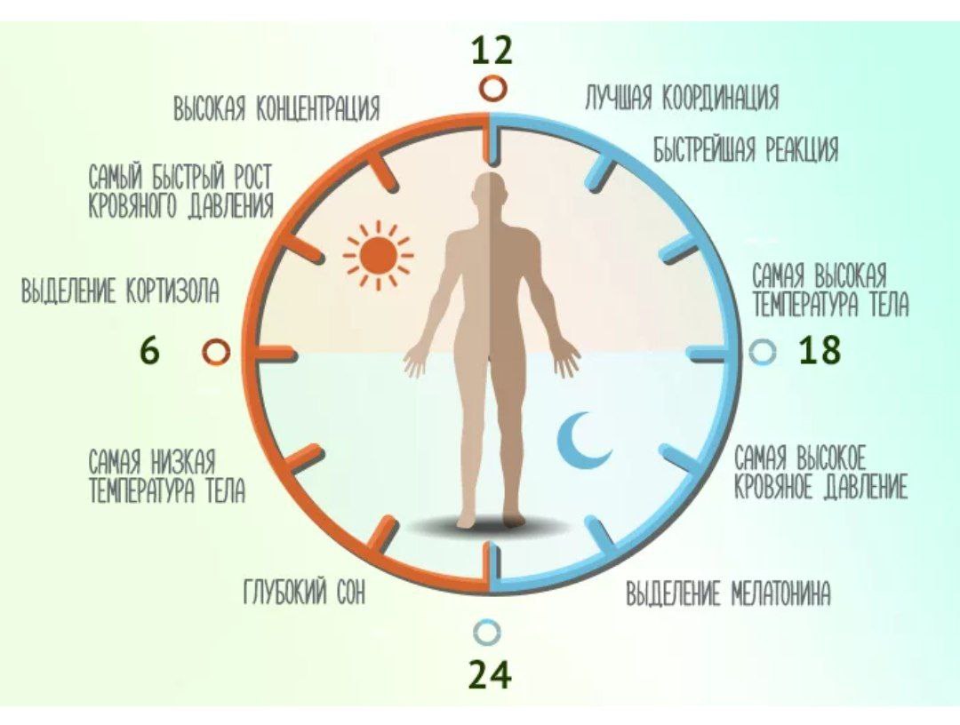 Выработка гормонов по часам в организме человека схема