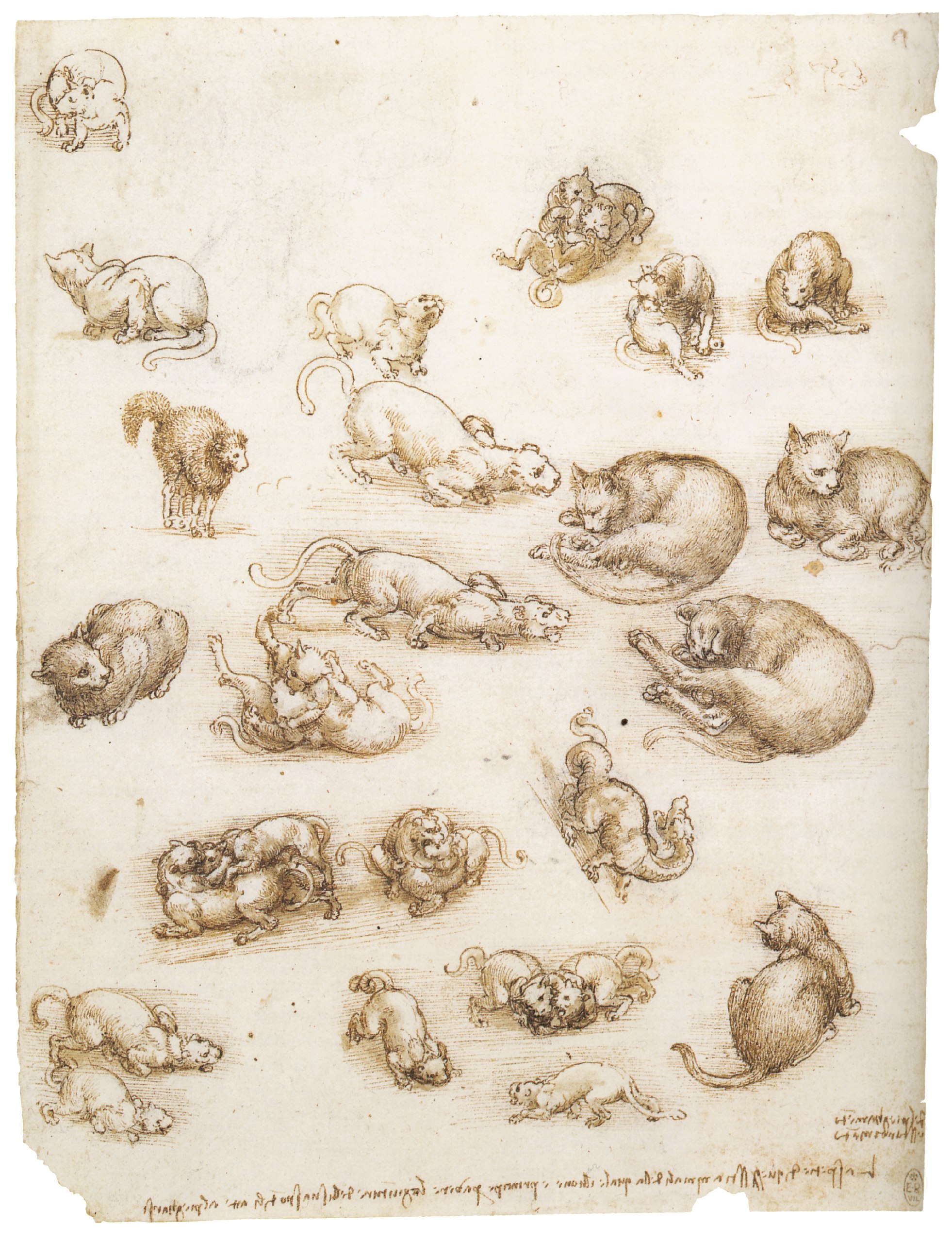 Кошка да винчи. Кошка да винчи. Леонардо да винчи зарисовки кошек. Кошка да винчи. Голова медведя леонардо да винчи.
