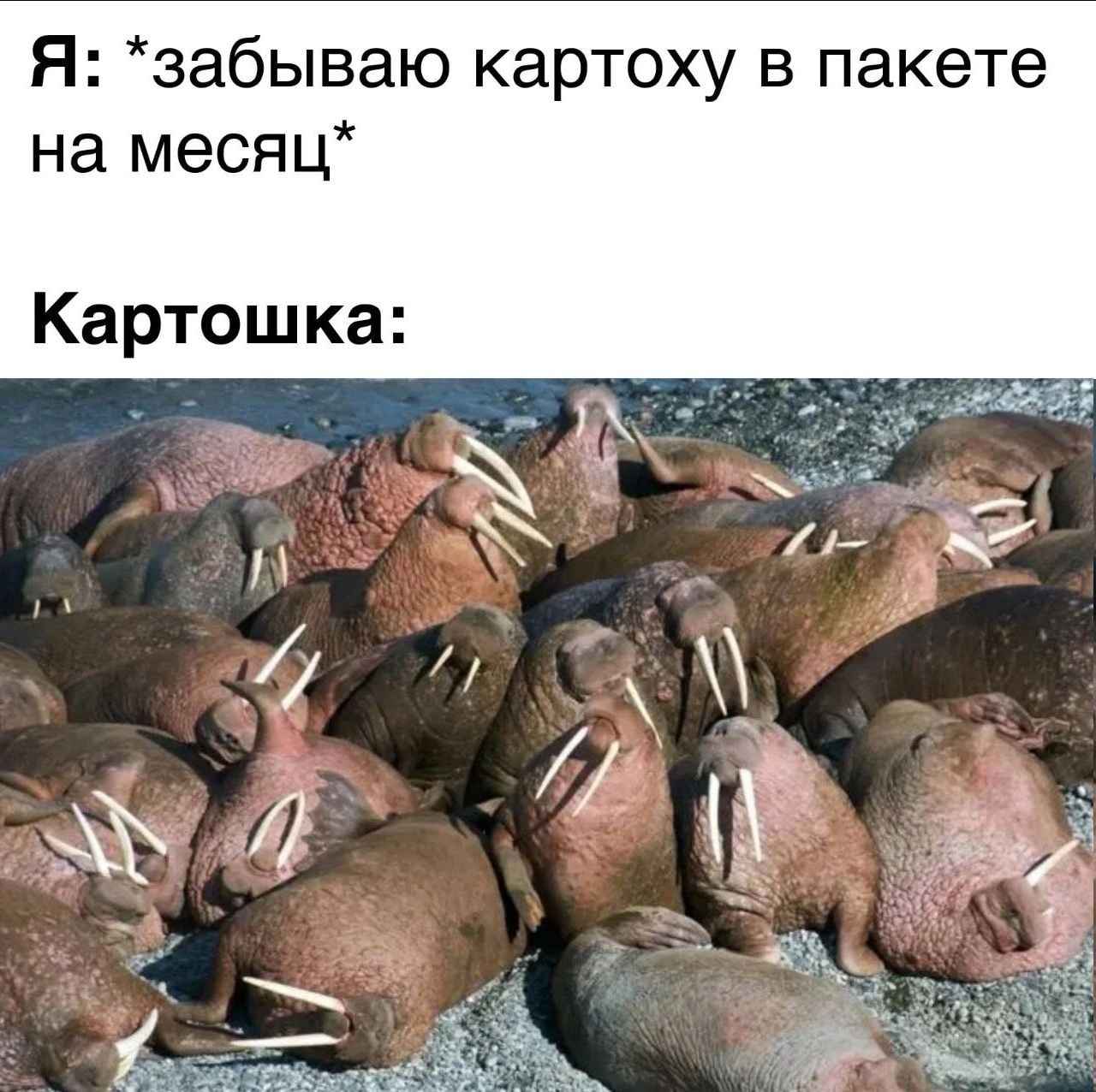 Смешные картинки с картошкой