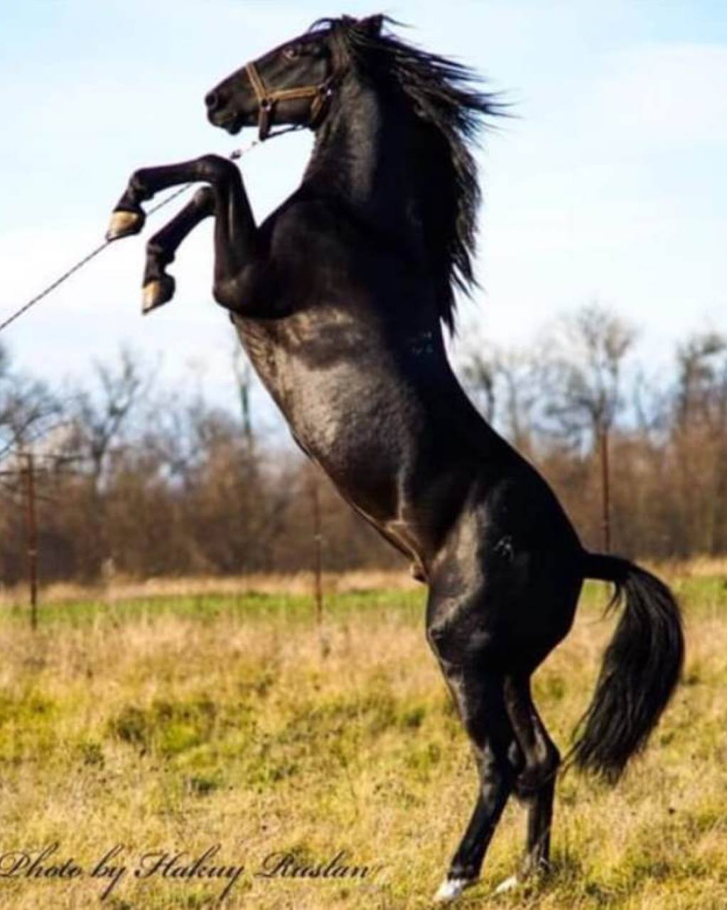 Кабардинская лошадь в прыжке