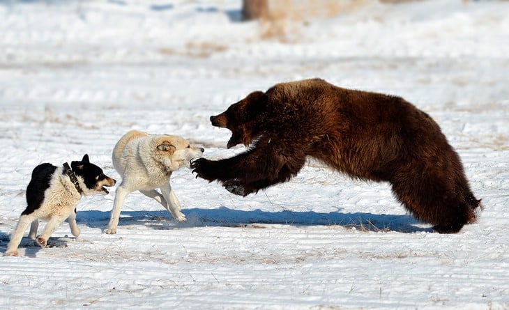 Видео собака привела медведей. Медведь против медведя.
