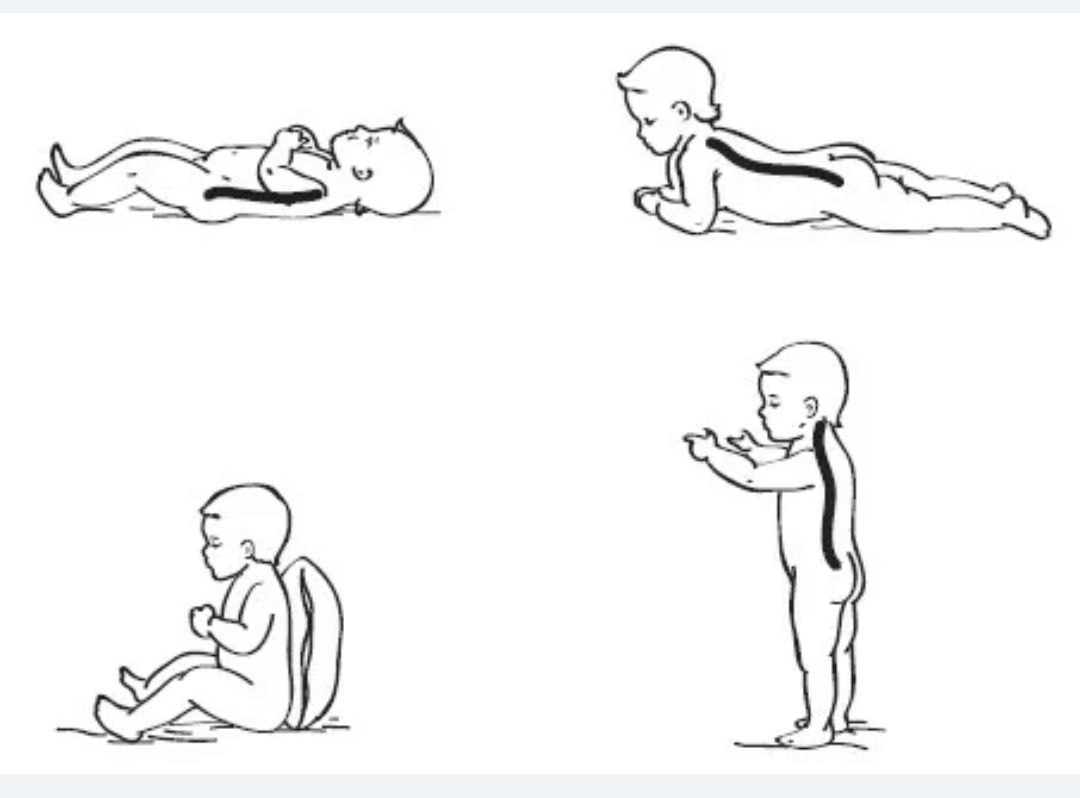 Позвоночник ребенка. Формирование позвоночника младенца. Формирование осанки у детей до года. Формирование позвоночника у детей до года.