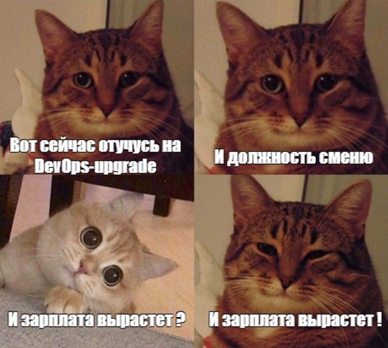 Мемы с котами