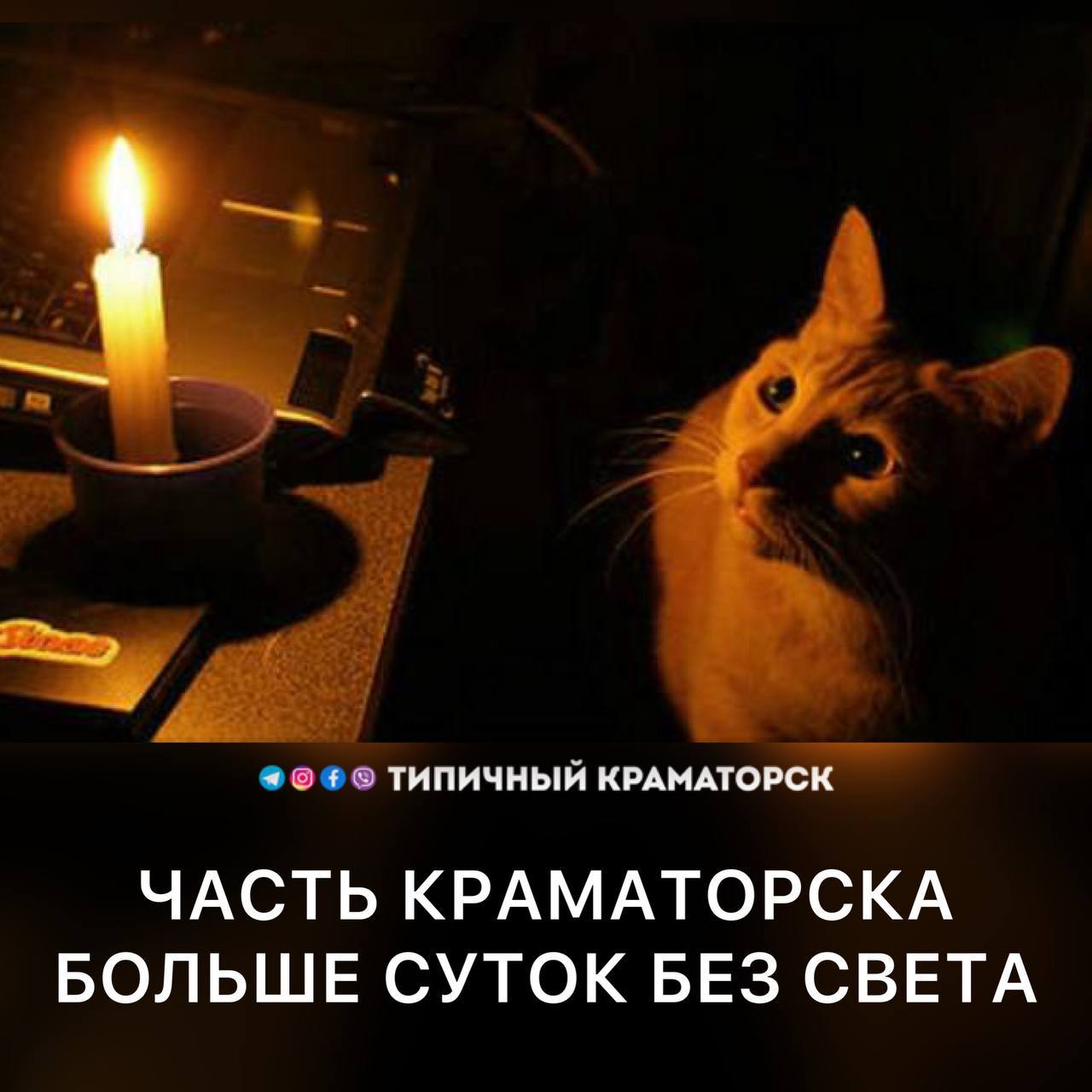 Кот гадает