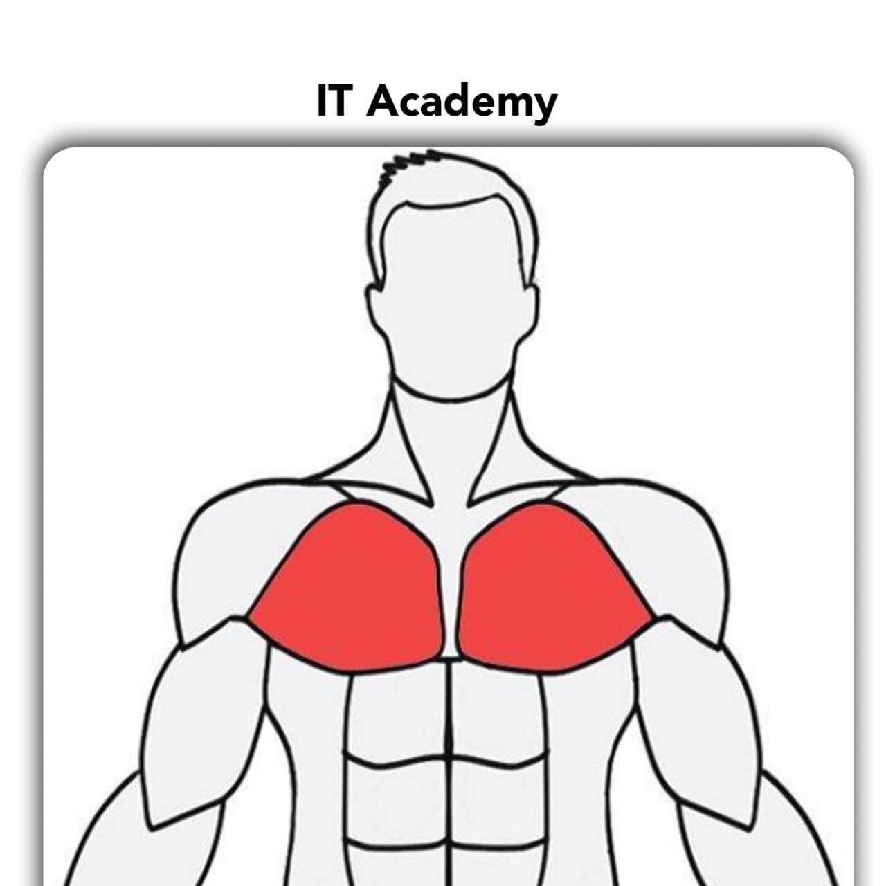 Muscle wiki. Мускул Вики. Musclewlki. MUSCLEWIKI.com.