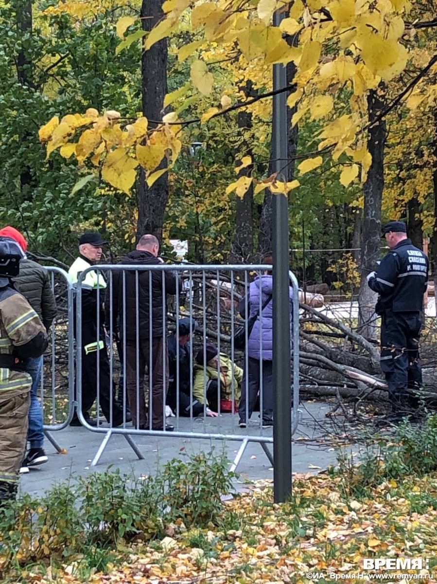 Упало дерево в парке