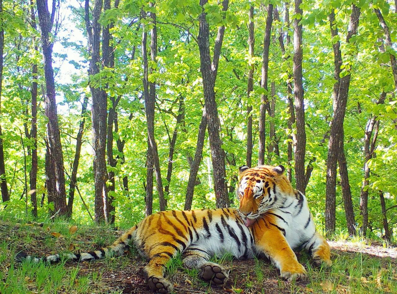 национальные парки тигры