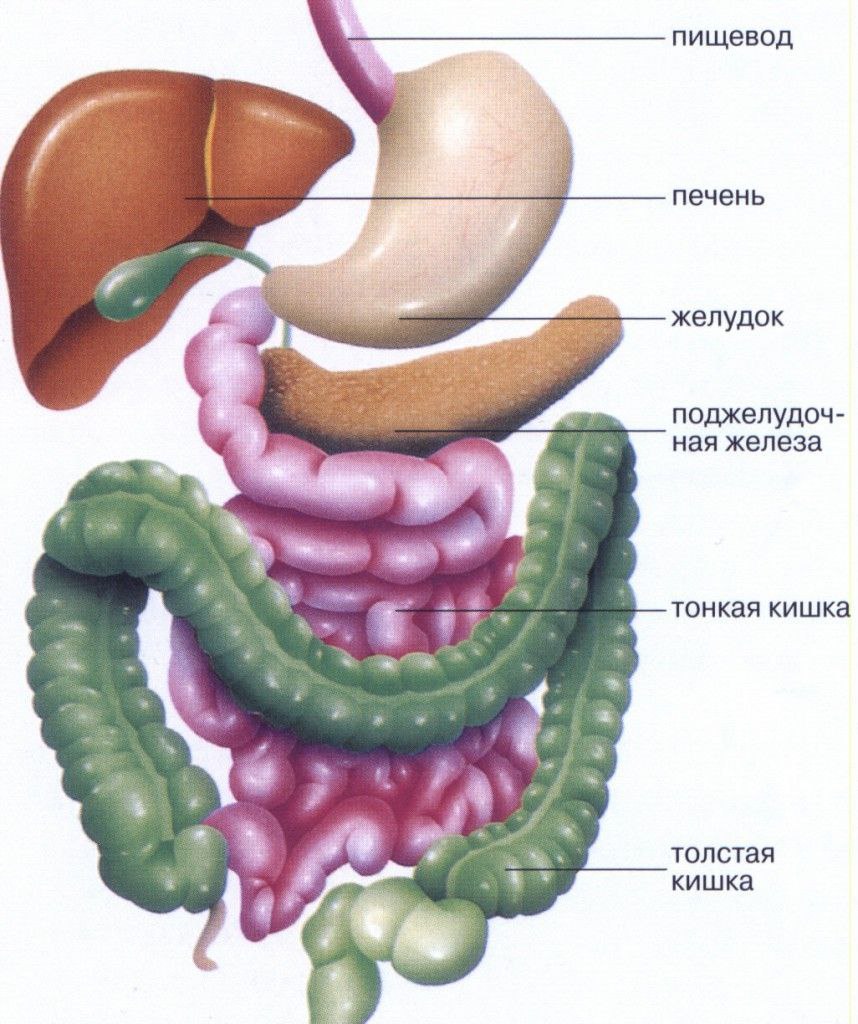Желудочно-кишечный тракт человека анатомия