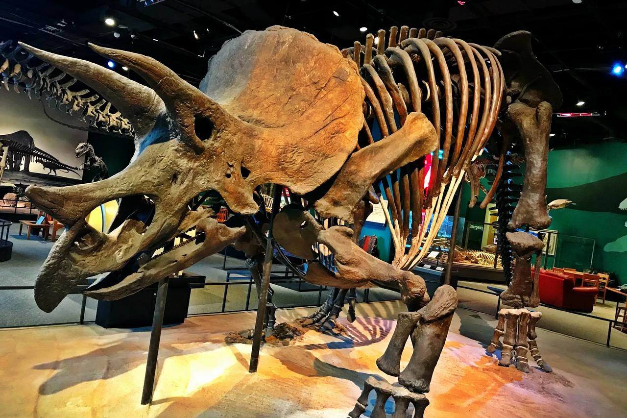 Музей динозавров Трицератопс